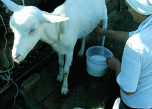 Уникальный состав козьего молока: полезные свойства и противопоказания Козье молоко