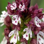 Применение в народной медицине корня и цветков ятрышника ятрышник применение в народной медицине