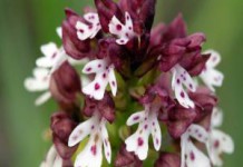 Применение в народной медицине корня и цветков ятрышника ятрышник применение в народной медицине