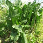 Лечебные свойства корня, семян и листьев конского щавеля конский щавель фото лечебные свойства