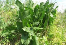 Лечебные свойства корня, семян и листьев конского щавеля конский щавель фото лечебные свойства