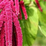 Применение амарантового масла для лица и кожи тела — польза и вред амарантовое масло польза и вред