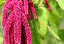 Применение амарантового масла для лица и кожи тела — польза и вред амарантовое масло польза и вред