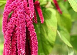 Применение амарантового масла для лица и кожи тела — польза и вред амарантовое масло польза и вред