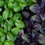 Как употреблять базилик — полезные свойства и противопоказания зеленого, лимонного и фиолетового базилик фото полезные свойства