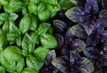 Как употреблять базилик — полезные свойства и противопоказания зеленого, лимонного и фиолетового базилик фото полезные свойства