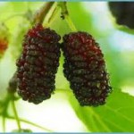 Ягода шелковица: польза и вред для здоровья человека шелковица польза и вред