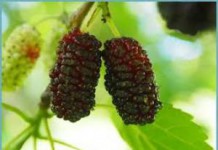 Ягода шелковица: польза и вред для здоровья человека шелковица польза и вред