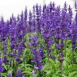 Как заваривать и принимать шалфей для зачатия ребенка или двойни шалфей для зачатия как принимать