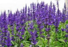 Как заваривать и принимать шалфей для зачатия ребенка или двойни шалфей для зачатия как принимать