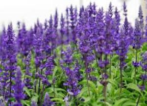 Как заваривать и принимать шалфей для зачатия ребенка или двойни шалфей для зачатия как принимать