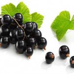 Полезные свойства и противопоказания листьев черной смородины: рецепт настойки ягод на водке смородина черная полезные свойства и противопоказания