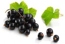 Полезные свойства и противопоказания листьев черной смородины: рецепт настойки ягод на водке смородина черная полезные свойства и противопоказания