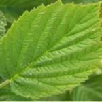 Полезные свойства и противопоказания листьев черной и красной смородины смородина листья полезные свойства и противопоказания