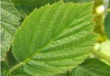 Полезные свойства и противопоказания листьев черной и красной смородины смородина листья полезные свойства и противопоказания