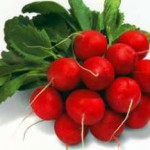 Польза и вред редиски для здоровья организма мужчин, женщин и при беременности редиска польза и вред