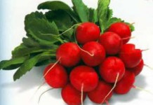 Польза и вред редиски для здоровья организма мужчин, женщин и при беременности редиска польза и вред