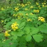 Лекарственные травы — чистотел, лечебные свойства и противопоказания настойки для кожи и в гинекологии чистотел лечебные свойства и противопоказания рецепты