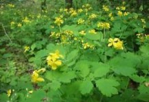 Лекарственные травы — чистотел, лечебные свойства и противопоказания настойки для кожи и в гинекологии чистотел лечебные свойства и противопоказания рецепты