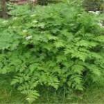 Полезные свойства и противопоказания травы фенхель для женщин фенхеля полезные свойства и противопоказания