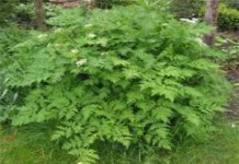 Полезные свойства и противопоказания травы фенхель для женщин фенхеля полезные свойства и противопоказания