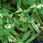 Трава горец птичий: лечебные и полезные свойства, противопоказания горец птичий полезные свойства и противопоказания