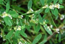 Трава горец птичий: лечебные и полезные свойства, противопоказания горец птичий полезные свойства и противопоказания