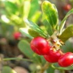 Что лечит трава медвежьи ушки — применение и противопоказания трава медвежье ушко фото