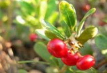 Что лечит трава медвежьи ушки — применение и противопоказания трава медвежье ушко фото