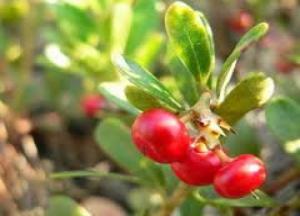 Что лечит трава медвежьи ушки — применение и противопоказания трава медвежье ушко фото