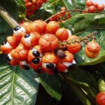 Экстракт семян гуараны: что это такое, как принимать, применение гуарана что это такое