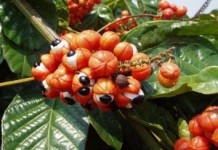 Экстракт семян гуараны: что это такое, как принимать, применение гуарана что это такое