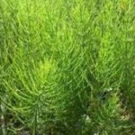 Полезные свойства и противопоказания полевого хвоща: травы и пестиков вощ полевой фото полезные свойства