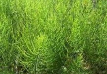 Полезные свойства и противопоказания полевого хвоща: травы и пестиков вощ полевой фото полезные свойства