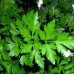 Чем отличаются кинза и кориандр: полезные свойства и противопоказания, рецепты кинза и кориандр это одно и тоже