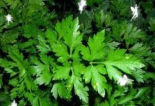 Чем отличаются кинза и кориандр: полезные свойства и противопоказания, рецепты кинза и кориандр это одно и тоже