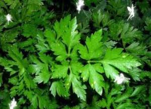 Чем отличаются кинза и кориандр: полезные свойства и противопоказания, рецепты кинза и кориандр это одно и тоже