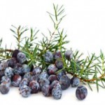 Применение можжевельника — лечебные свойства и противопоказания эфирного масла можжевельник лечебные свойства и противопоказания