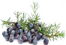 Применение можжевельника — лечебные свойства и противопоказания эфирного масла можжевельник лечебные свойства и противопоказания