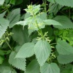 Листья майской, глухой и двудомной крапивы: лечебные свойства и противопоказания лечебные свойства и противопоказания крапивы