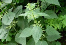 Листья майской, глухой и двудомной крапивы: лечебные свойства и противопоказания лечебные свойства и противопоказания крапивы