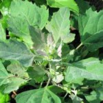 Трава лебеда: лечебные свойства и противопоказания лебеда фото растения полезные свойства