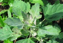 Трава лебеда: лечебные свойства и противопоказания лебеда фото растения полезные свойства