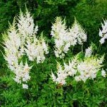 Трава лабазник: лечебные свойства и противопоказания, применение настойки цветков лабазник лечебные свойства и противопоказания