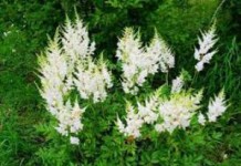 Трава лабазник: лечебные свойства и противопоказания, применение настойки цветков лабазник лечебные свойства и противопоказания