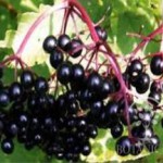 Лечебные свойства бузины черной в онкологии — противопоказания и рецепты бузина черная лечебные свойства при раке