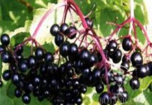 Лечебные свойства бузины черной в онкологии — противопоказания и рецепты бузина черная лечебные свойства при раке