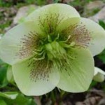 Инструкция по применению морозника кавказского для похудения — отзывы врачей морозник кавказский применение для похудения