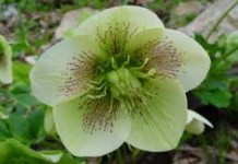 Инструкция по применению морозника кавказского для похудения — отзывы врачей морозник кавказский применение для похудения