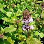 Трава мята перечная: лечебные свойства и противопоказания настойки и чая для женщин при беременности мята перечная фото